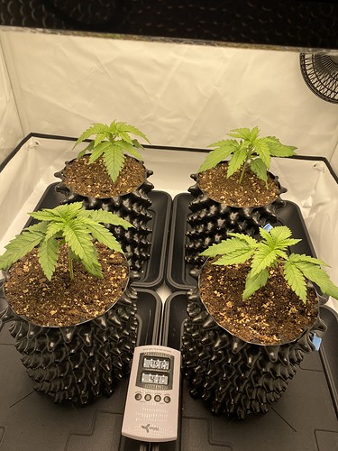 Growreport Bild 1