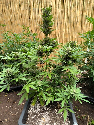 Growreport Bild 3
