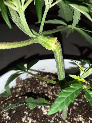 Growreport Bild 4