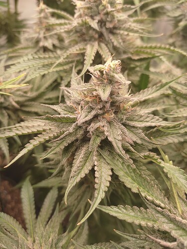 Growreport Bild 6