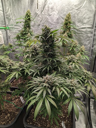 Growreport Bild 3