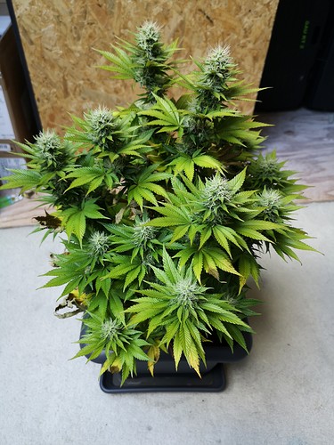 Growreport Bild 4