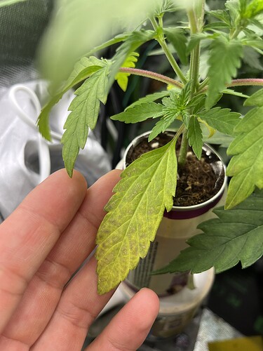 Growreport Bild 5