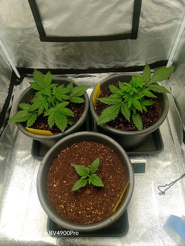 Growreport Bild 2