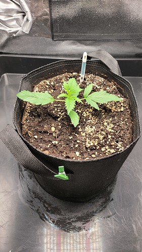 Growreport Bild 3