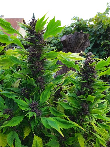 Growreport Bild 6
