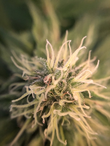 Growreport Bild 38