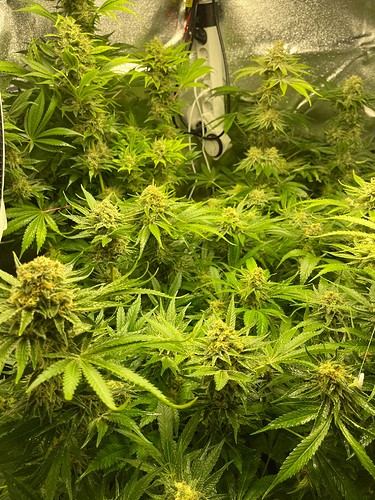 Growreport Bild 23