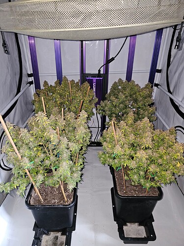 Growreport Bild 2