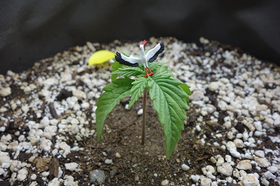 Ein junger Cannabis-Keimling mit einem kleinen Storchen-Dekorationsobjekt auf den Blättern.