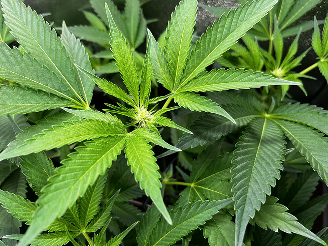 Growreport Bild 27