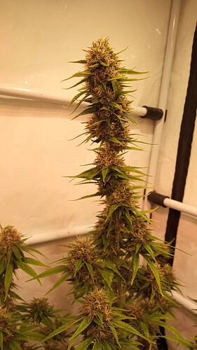 Growreport Bild 20