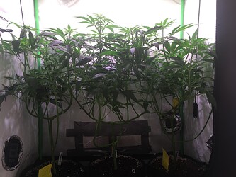 Growreport Bild 17