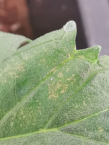 Growreport Bild 29