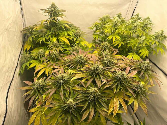 Growreport Bild 13
