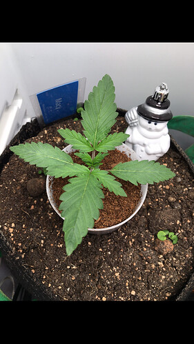 Growreport Bild 7