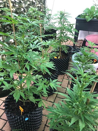 Growreport Bild 1