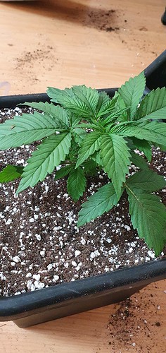 Growreport Bild 11