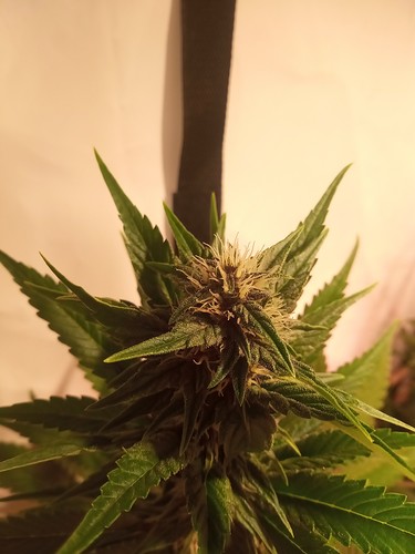 Growreport Bild 50