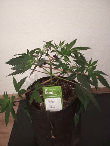Growreport Bild 12