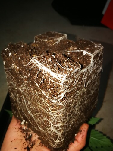 Growreport Bild 11