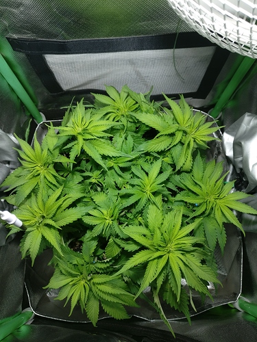 Growreport Bild 1