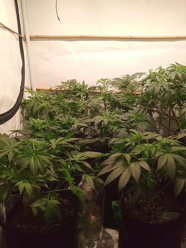 Growreport Bild 14