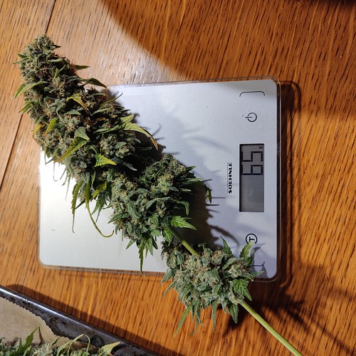 Growreport Bild 20