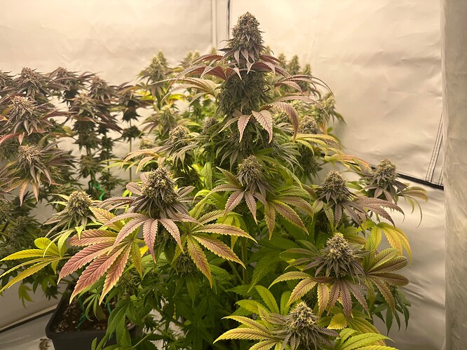 Growreport Bild 8