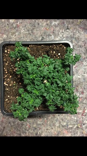 Growreport Bild 1