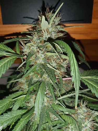 Growreport Bild 3