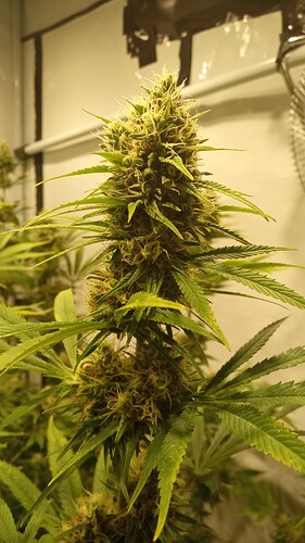 Growreport Bild 12