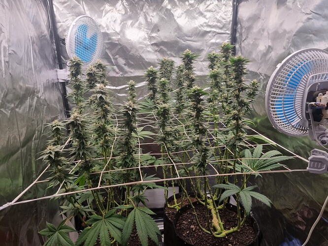Growreport Bild 13