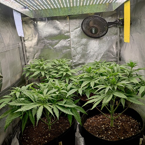 Growreport Bild 1