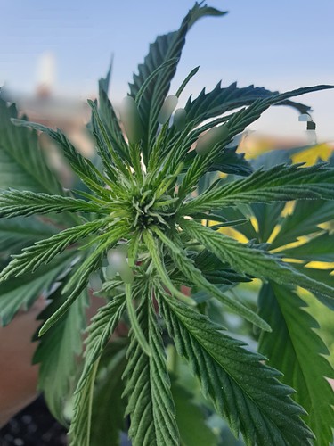 Growreport Bild 2