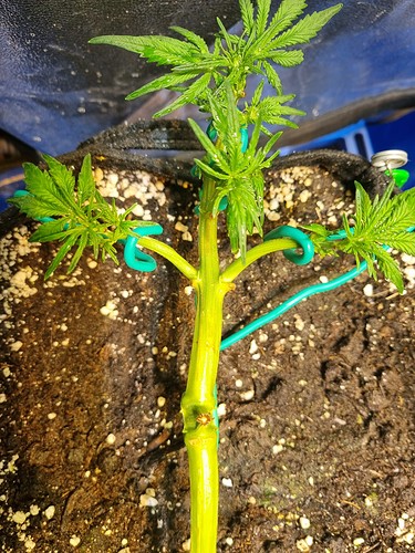 Growreport Bild 18