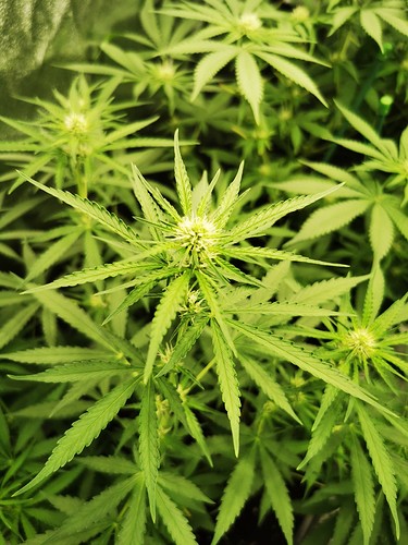 Growreport Bild 2