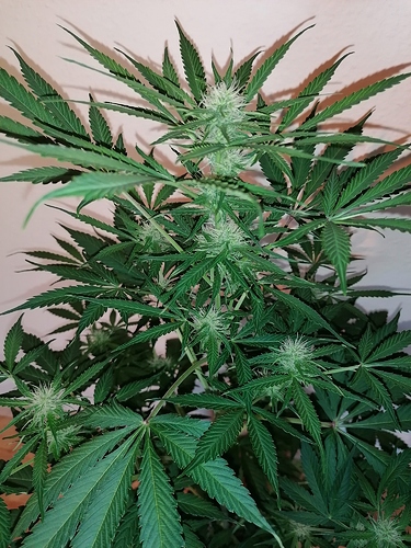 Growreport Bild 3