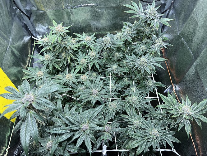 Growreport Bild 15