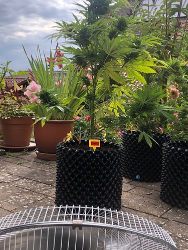 Growreport Bild 1