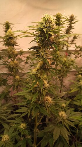 Growreport Bild 13