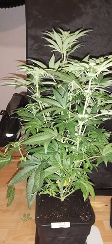 Growreport Bild 26
