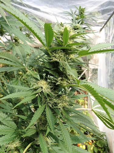 Growreport Bild 11