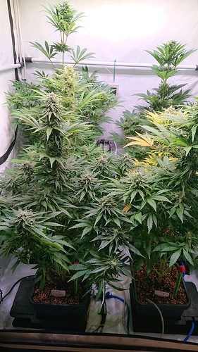 Growreport Bild 1