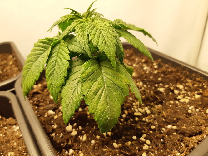 Growreport Bild 3