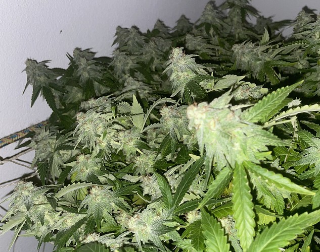 Growreport Bild 3