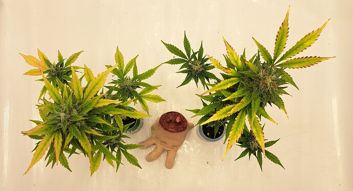 Growreport Bild 20