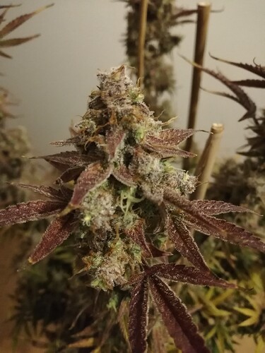 GG#2_240119-2