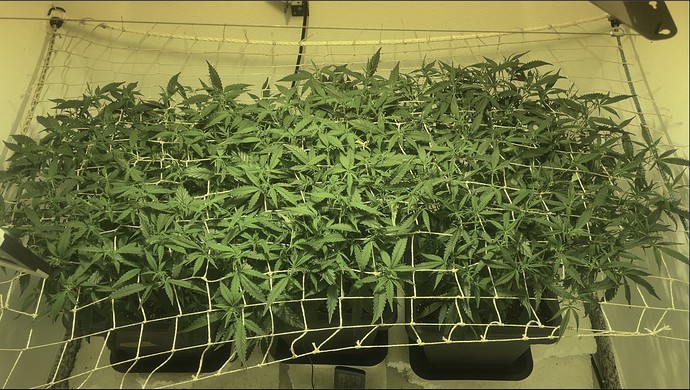Growreport Bild 11