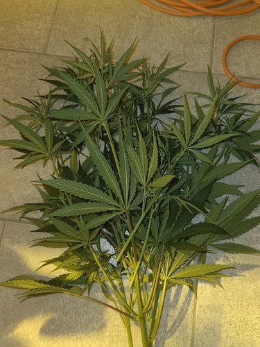 Growreport Bild 34